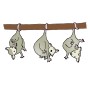 Opossums Picture