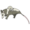 Possum Picture