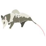 Opossum Stencil