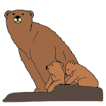Bear and Cubs Picture
