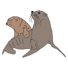 sea lions  Picture