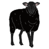Black+Sheep Picture