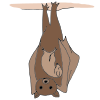bat pup
