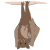 Bats