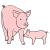 piglet