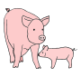 Pigs Picture