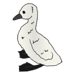 Cygnet Picture