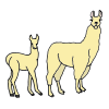 Llamas Picture