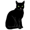 The cat