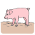 pig