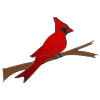 Red+Cardinal Picture