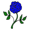 1+blue+rose. Picture