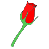 red+rose Picture