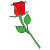 Red rose