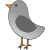 bird