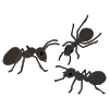 Las+hormigas+Ants Picture