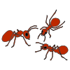 Ants Go Marching