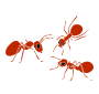 Ants Stencil