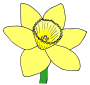 Daffodil Picture
