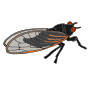 Cicada Picture