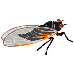 Cicada Stencil