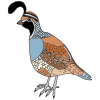 quail Picture