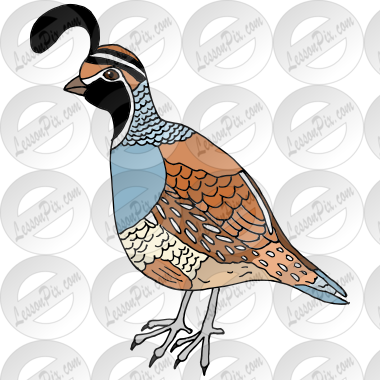Quail Picture for Classroom / Therapy Use - Great Quail Clipart