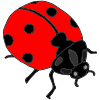 a+ladybug Picture