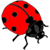 crawling ladybug
