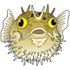 P+is+for+Pufferfish Picture