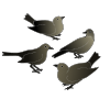 Cuckoo+Bird Picture