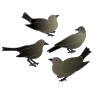 Cuckoo Bird