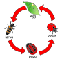 Ladybug Life Cycle Picture