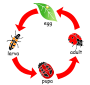 Ladybug Life Cycle Stencil