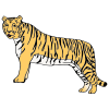 I see a tiger.