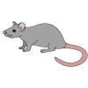 Oh+no_++A+rat_ Picture