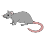 Rat Picture