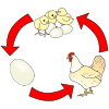 Cycle