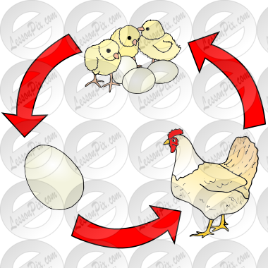 Chicken Life Cycle