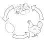 Chicken Life Cycle