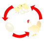 Chicken Life Cycle