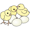Chicks Picture