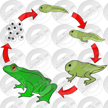 Frog Life Cycle