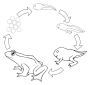 Frog Life Cycle