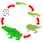 Frog Life Cycle Stencil