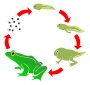 Frog Life Cycle