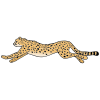 A+cheetah+runs. Picture