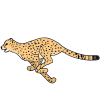 leopardo Picture