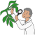 plants