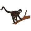 I see a monkey.